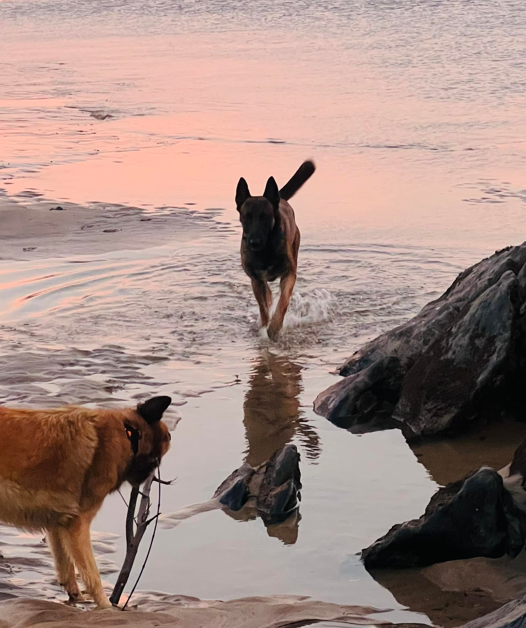 caracteristicas perro como especie