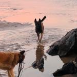 caracteristicas perro como especie