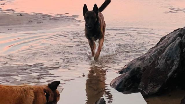 caracteristicas perro como especie