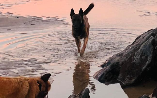 caracteristicas perro como especie
