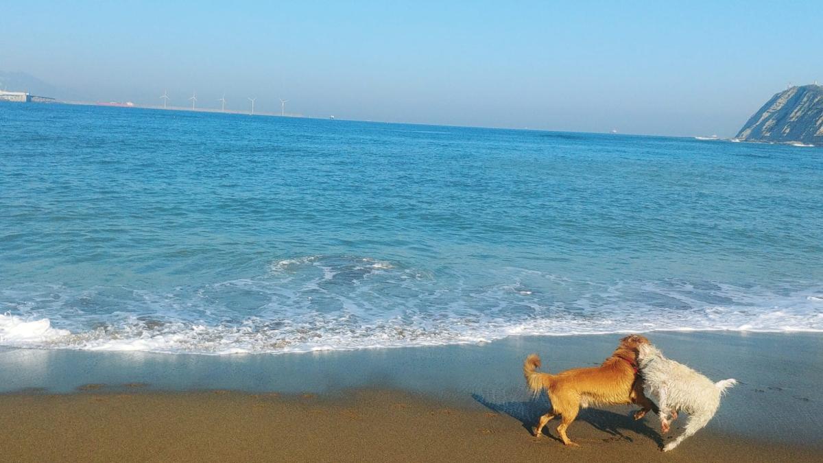 Dos perros juegan en una de las playas de Getxo | Twitter Getxoko Udala