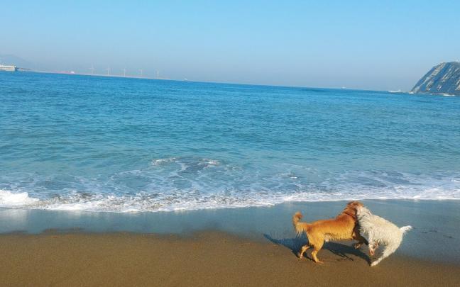 Dos perros juegan en una de las playas de Getxo | Twitter Getxoko Udala