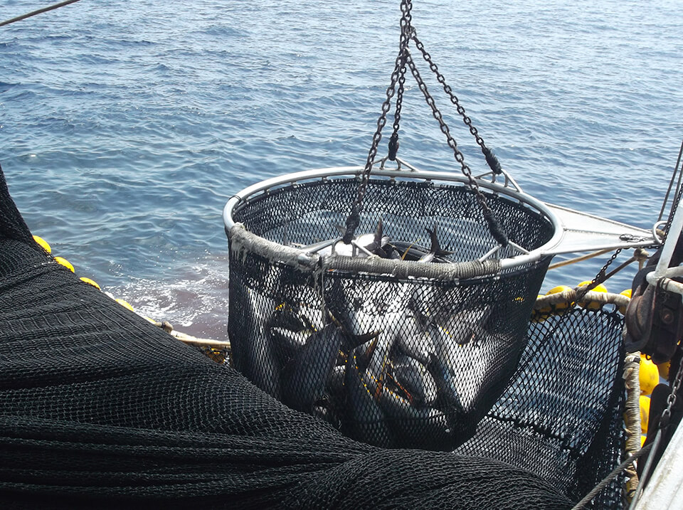 Pesca atunera