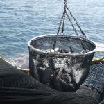 Pesca atunera