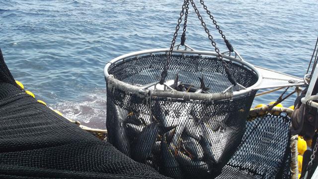 Pesca atunera