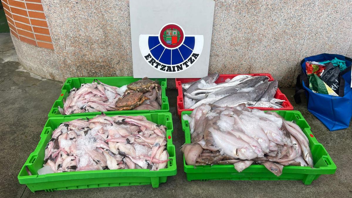 200 kilos de pescado transportados de forma ilegal en el maletero de un coche | Ertzaintza