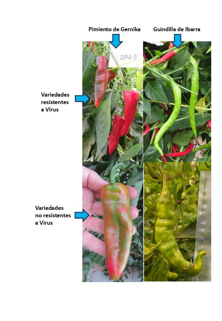 Pimientos y guindillas tratadas por Neiker antes y después. NEIKER