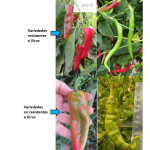 Pimientos y guindillas tratadas por Neiker antes y después. NEIKER