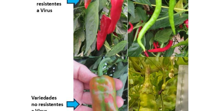 Pimientos y guindillas tratadas por Neiker antes y después. NEIKER