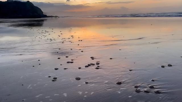 La playa de Sopelana ha aparecido infestada de medusas con la bajada de la marea | Foto: Onda Vasca