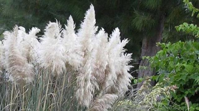Plumero de la pampa