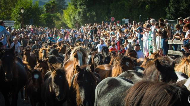 Pottokas durante la celebración en el monte Larrun del año pasado. Foto: asociación Pastore Lore de Azkaine