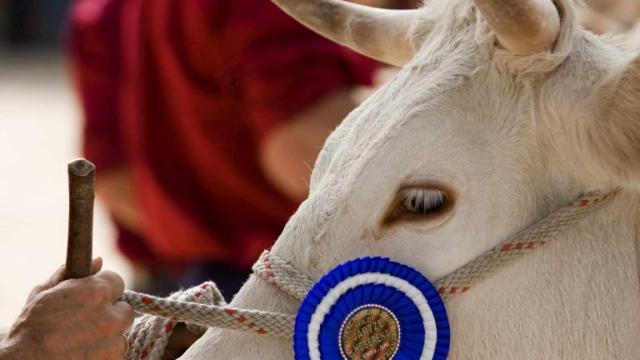  Campeonato de Euskadi de Raza Pirenaica