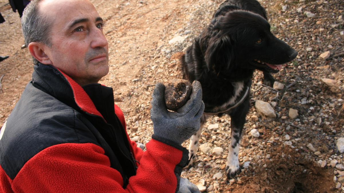 Caza de trufa. Diputación de Soria