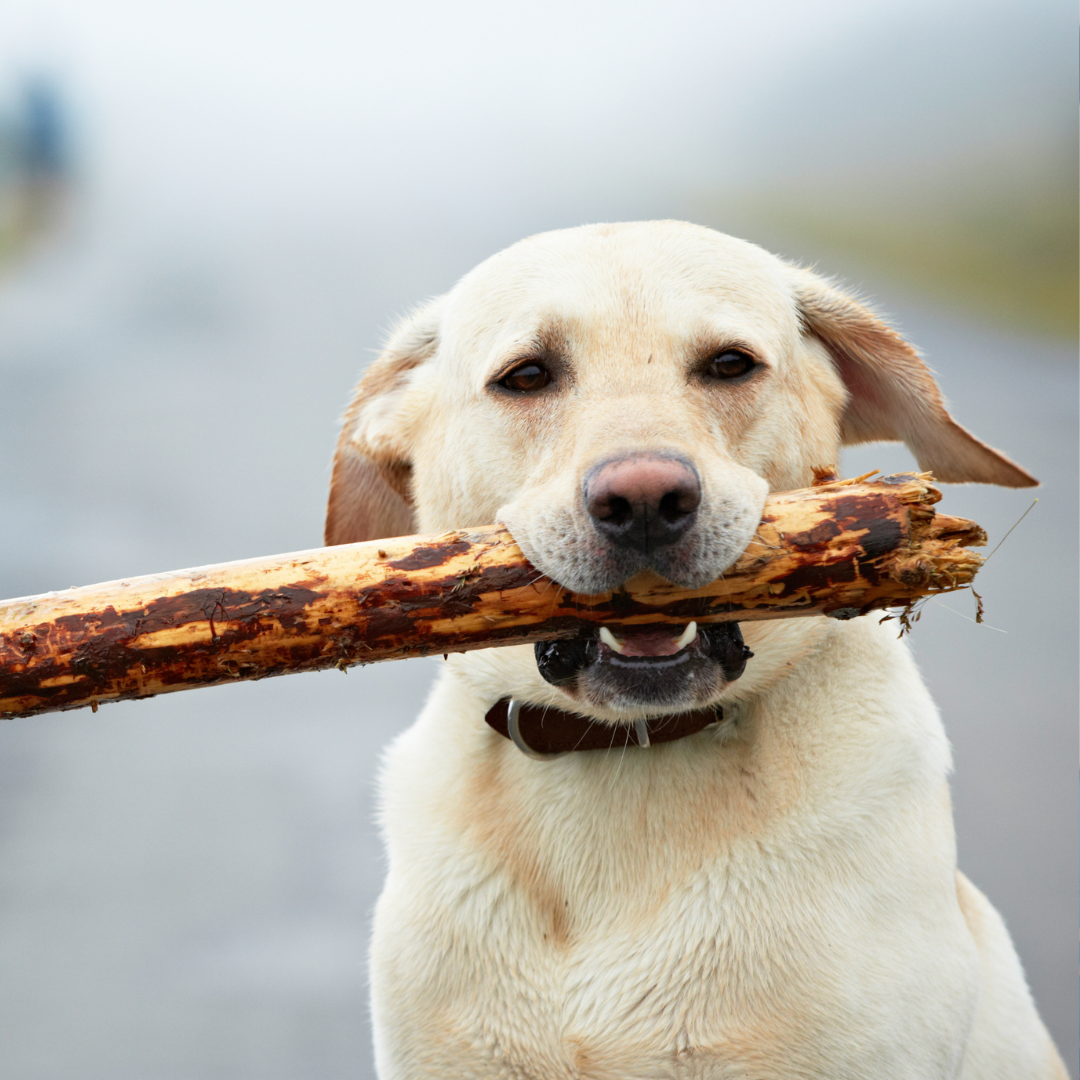 riesgos perros con palos