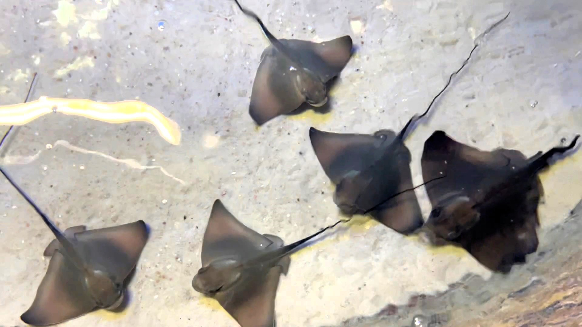 Los ejemplares de águilas de mar nacidos en el Aquarium