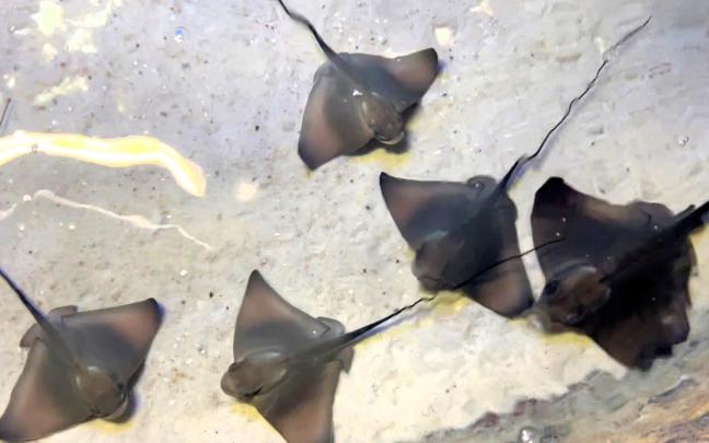 Los ejemplares de águilas de mar nacidos en el Aquarium