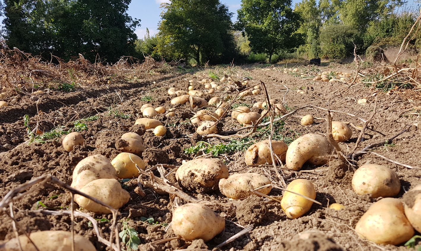 Recogida de patata | Udapa
