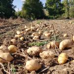 Recogida de patata | Udapa