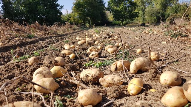 Recogida de patata | Udapa