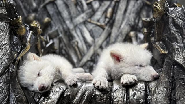 'Rómulo' y 'Remo' en el trono de 'Juego de Tronos' | Fuente: Colossal Biosciences