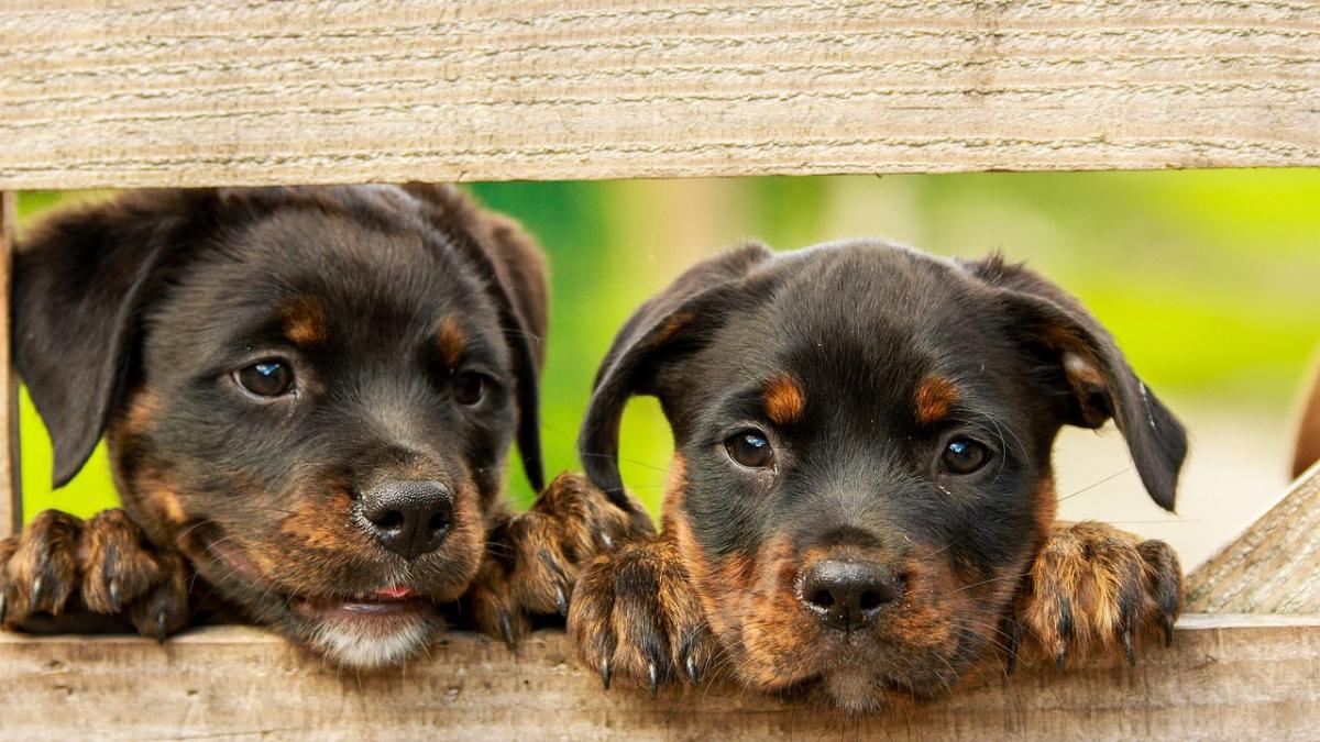 Cachorros de Rottweiler. / PIXABAY