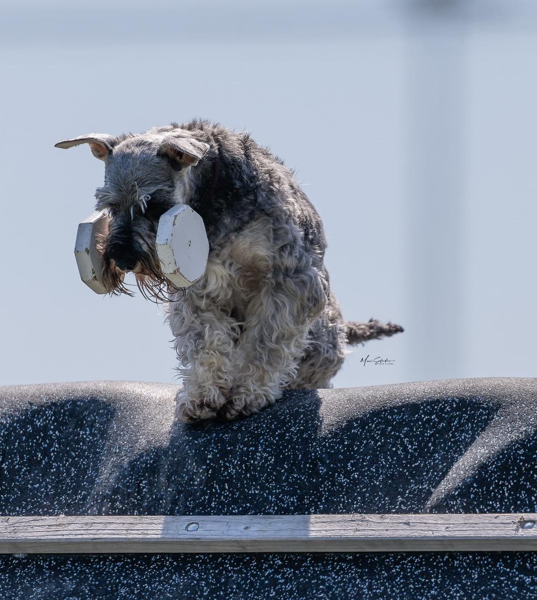 ibgh deporte canino arraibi