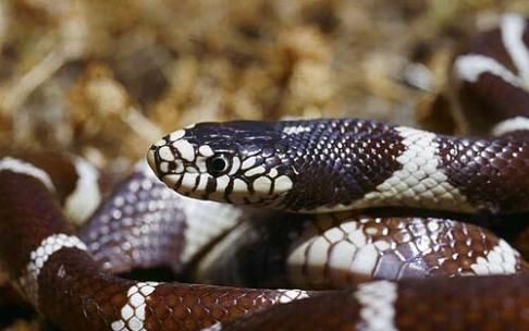 Serpiente hallada en la parada de autobús de Vitoria. CEDIDA