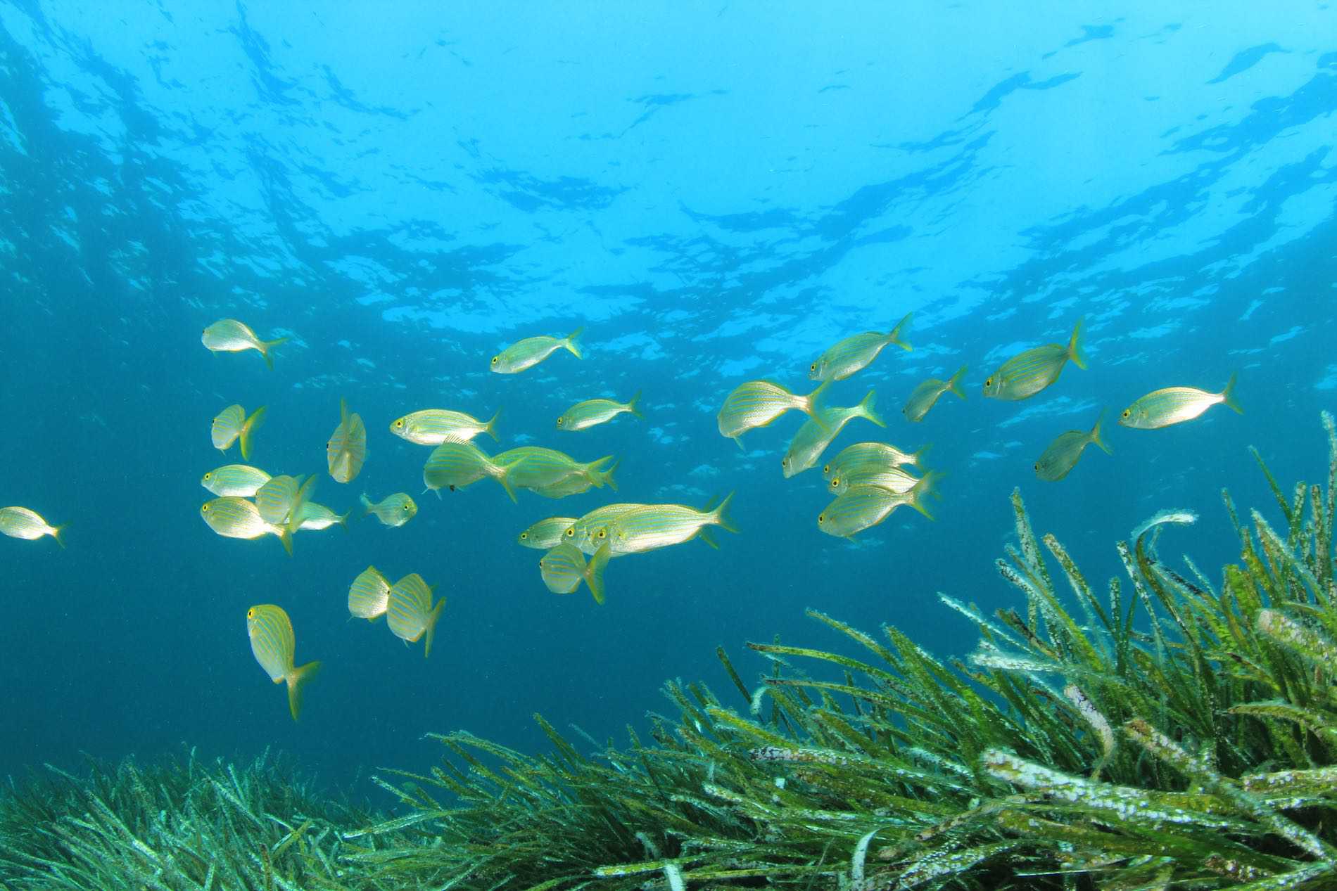Un banco de peces junto a la Posidonia Oceánica.