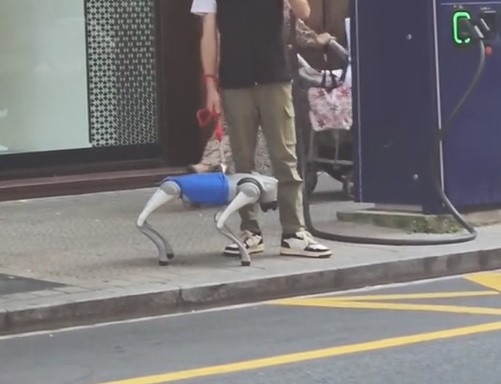 El perro viral de Bilbao