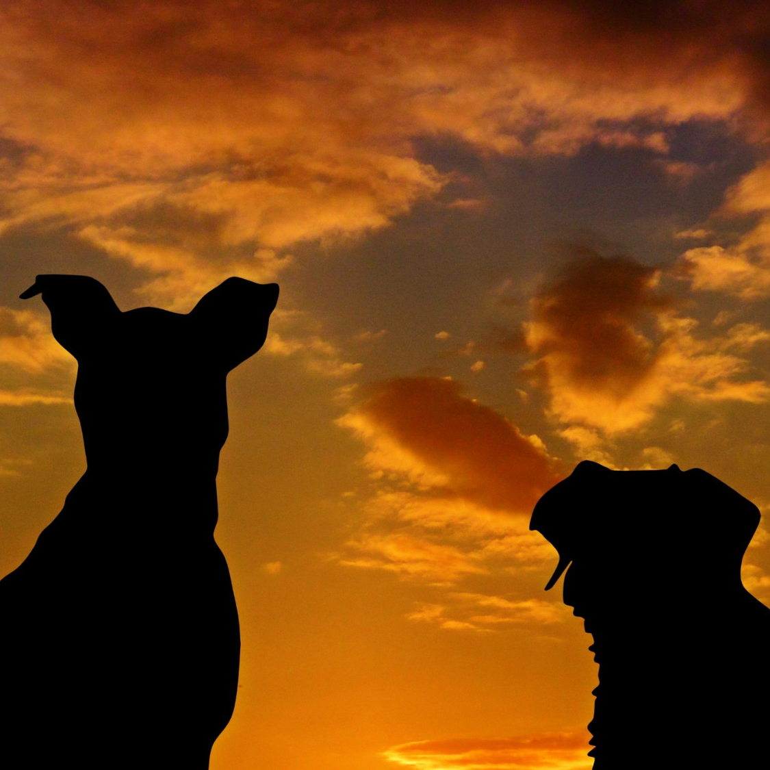 Jon Arraibi Cafe con Patas 