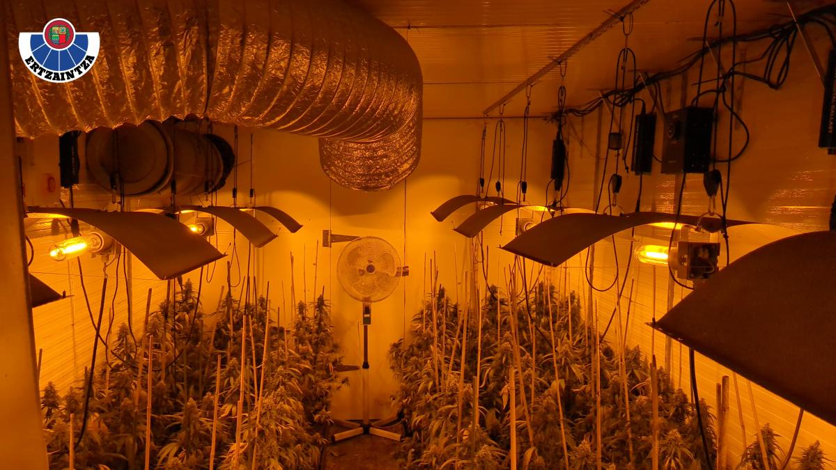 Desmantelada una plantación de marihuana en Sopela con más de trescientas plantas