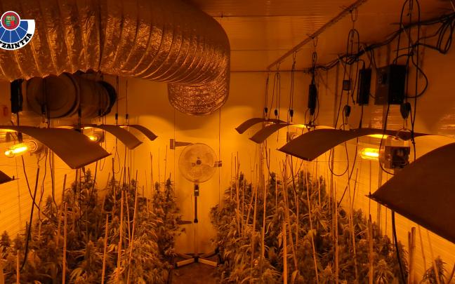 Desmantelada una plantación de marihuana en Sopela con más de trescientas plantas Desmantelada una plantación de marihuana en Sopela con más de trescientas plantas