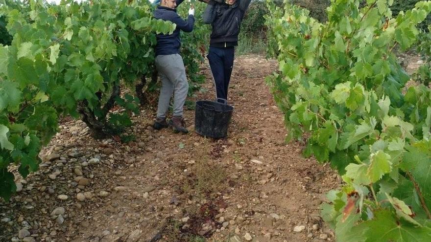 Temporeros recogen uva en la campaña de la vendimia. ARCHIVO