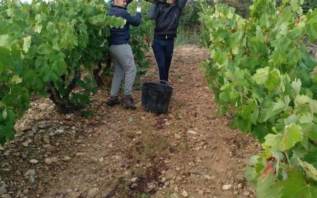 Temporeros recogen uva en la campaña de la vendimia. ARCHIVO