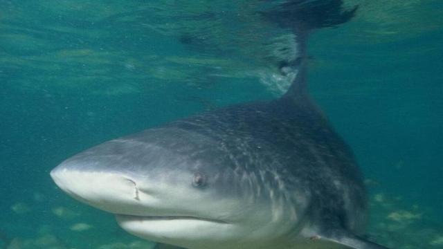 Tiburón toro del Aquarium de Donostia / Noticias de Gipuzkoa