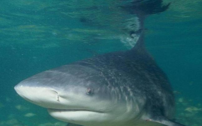 Tiburón toro del Aquarium de Donostia / Noticias de Gipuzkoa