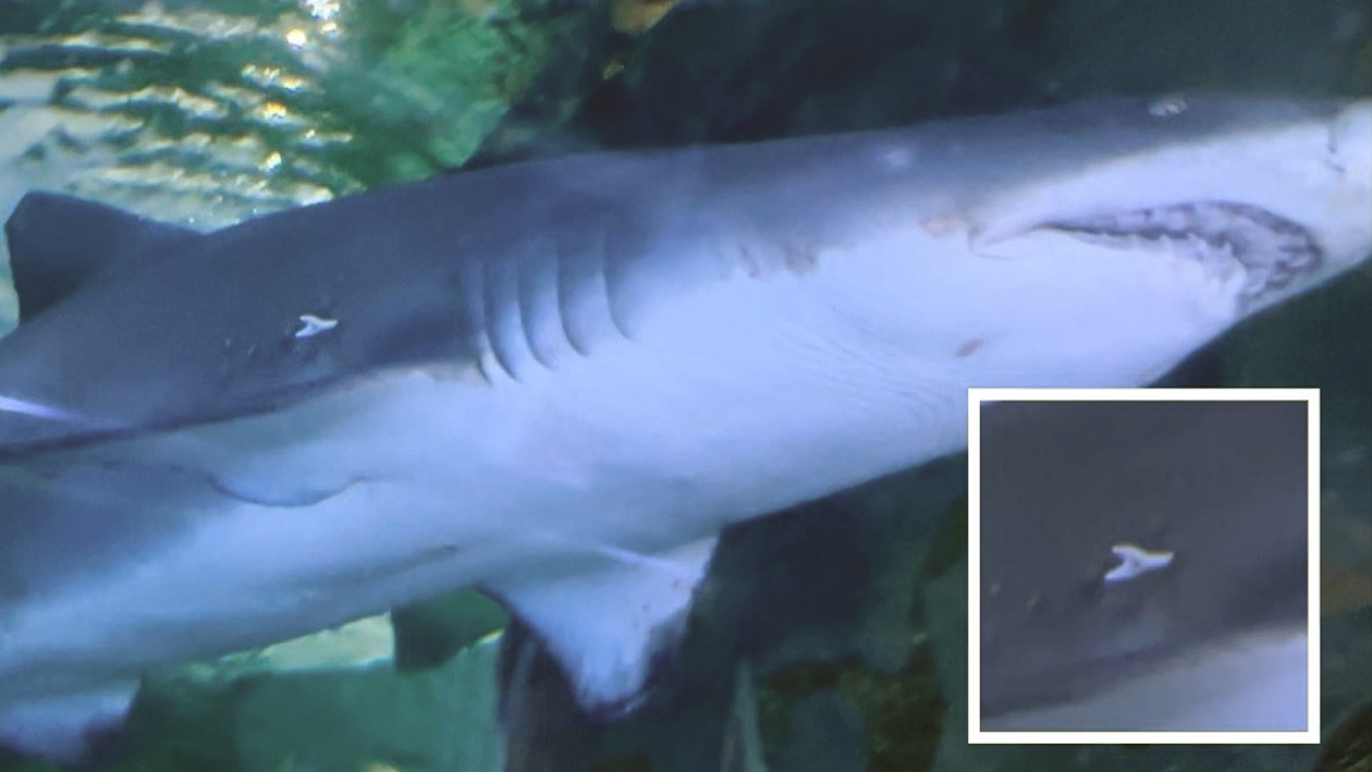 Imagen de las marcas dejadas por el tiburón toro en el apareamiento. FUENTE: AQUARIUM DEN DONOSTIA Imagen de las marcas dejadas por el tiburón toro en el apareamiento. FUENTE: AQUARIUM DEN DONOSTIA