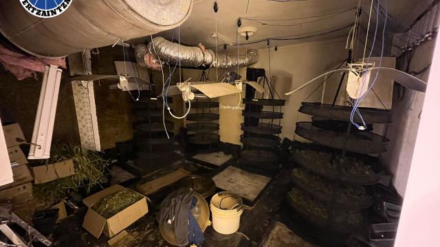 Marihuana incautada en Trapagaran