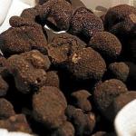 Trufas frescas recién recolectadas | Deia - M.L.G.