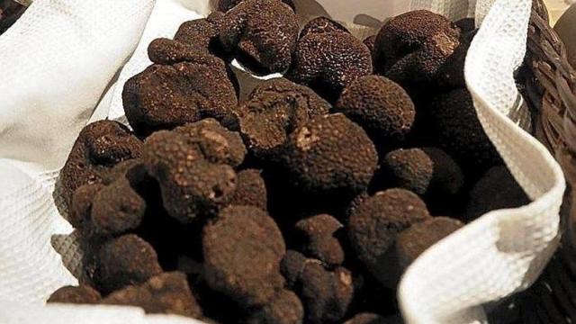 Trufas frescas recién recolectadas | Deia - M.L.G.