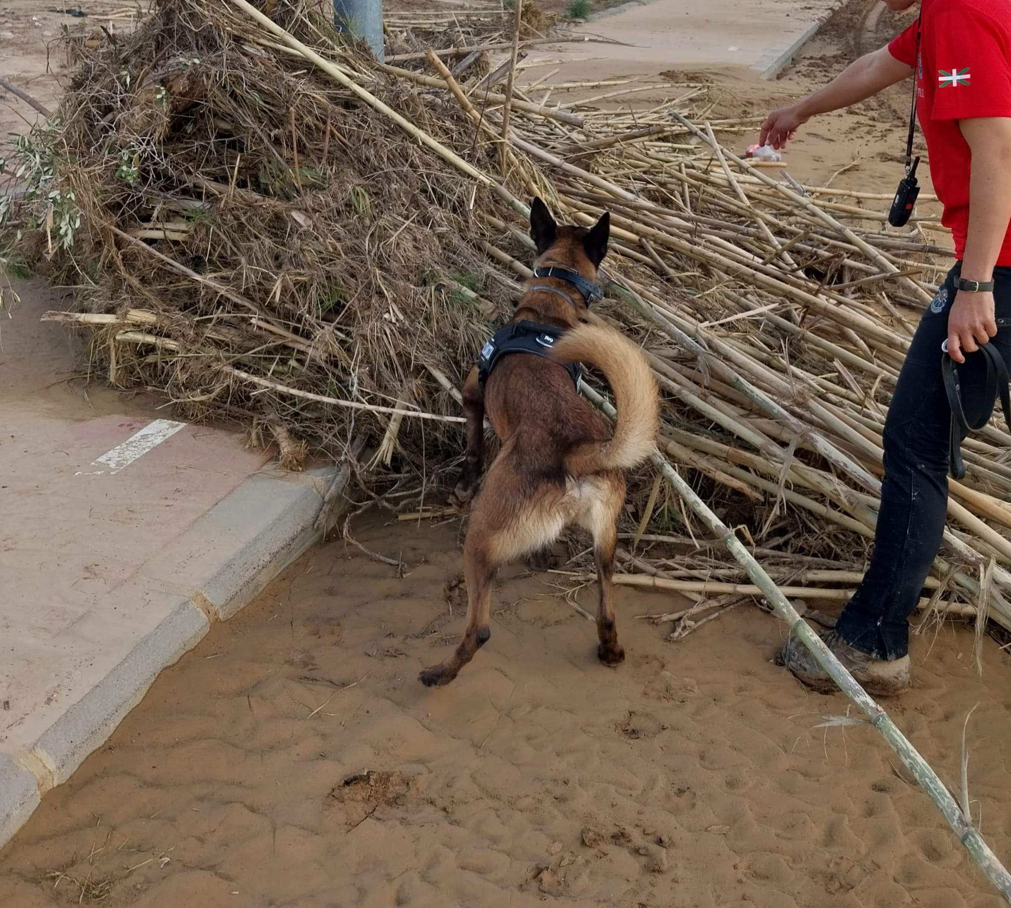 Unidades Caninas Dana Valencia