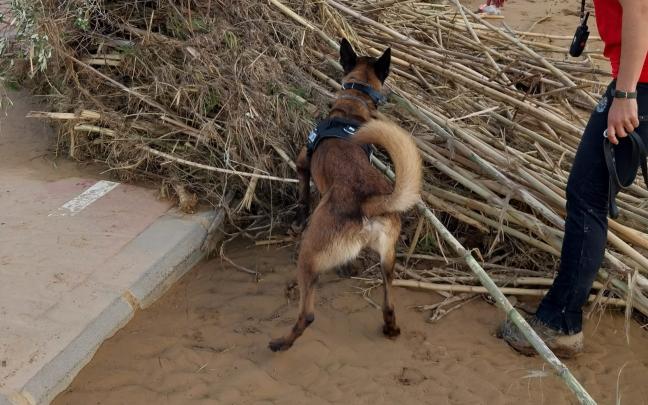 Unidades Caninas Dana Valencia