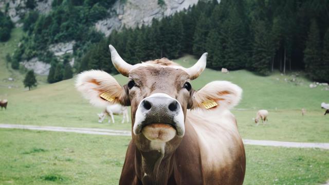 Imagen de una vaca