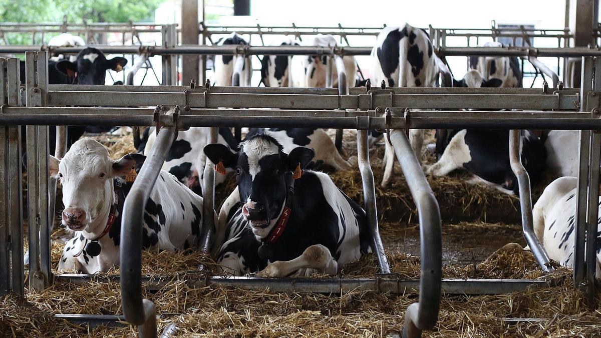 Vacas de una explotación navarra. Javier Bergasa