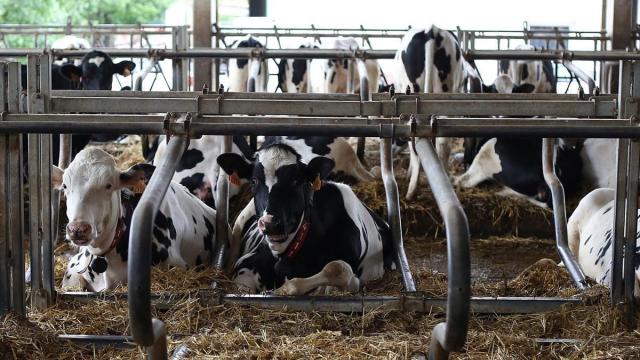 Vacas de una explotación navarra. Javier Bergasa