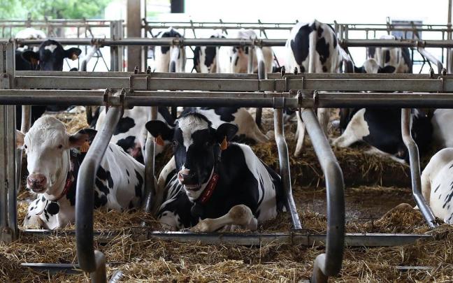 Vacas de una explotación navarra. Javier Bergasa