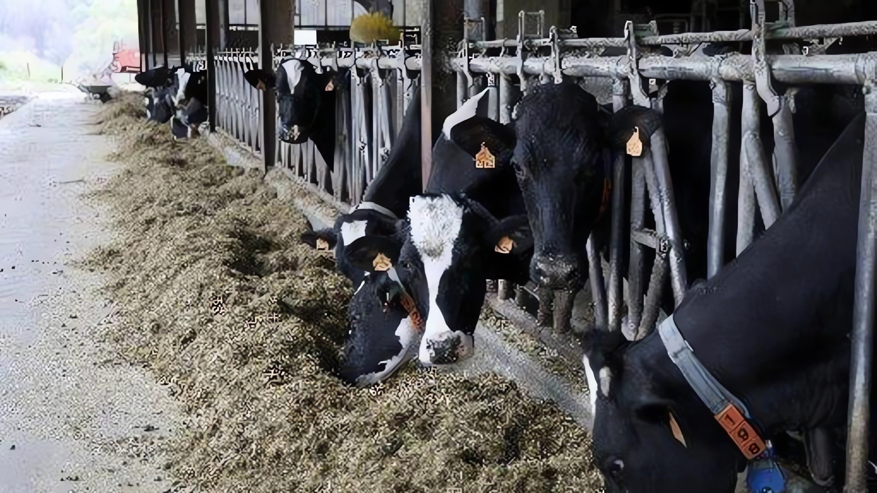 Vacas en una explotación ganadera de Gipuzkoa