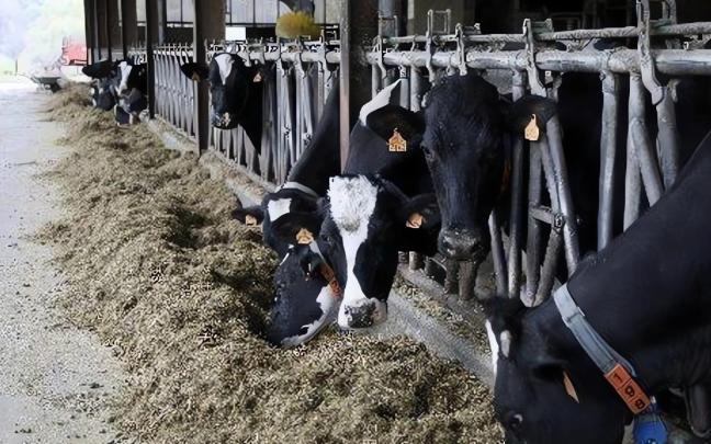 Vacas en una explotación ganadera de Gipuzkoa