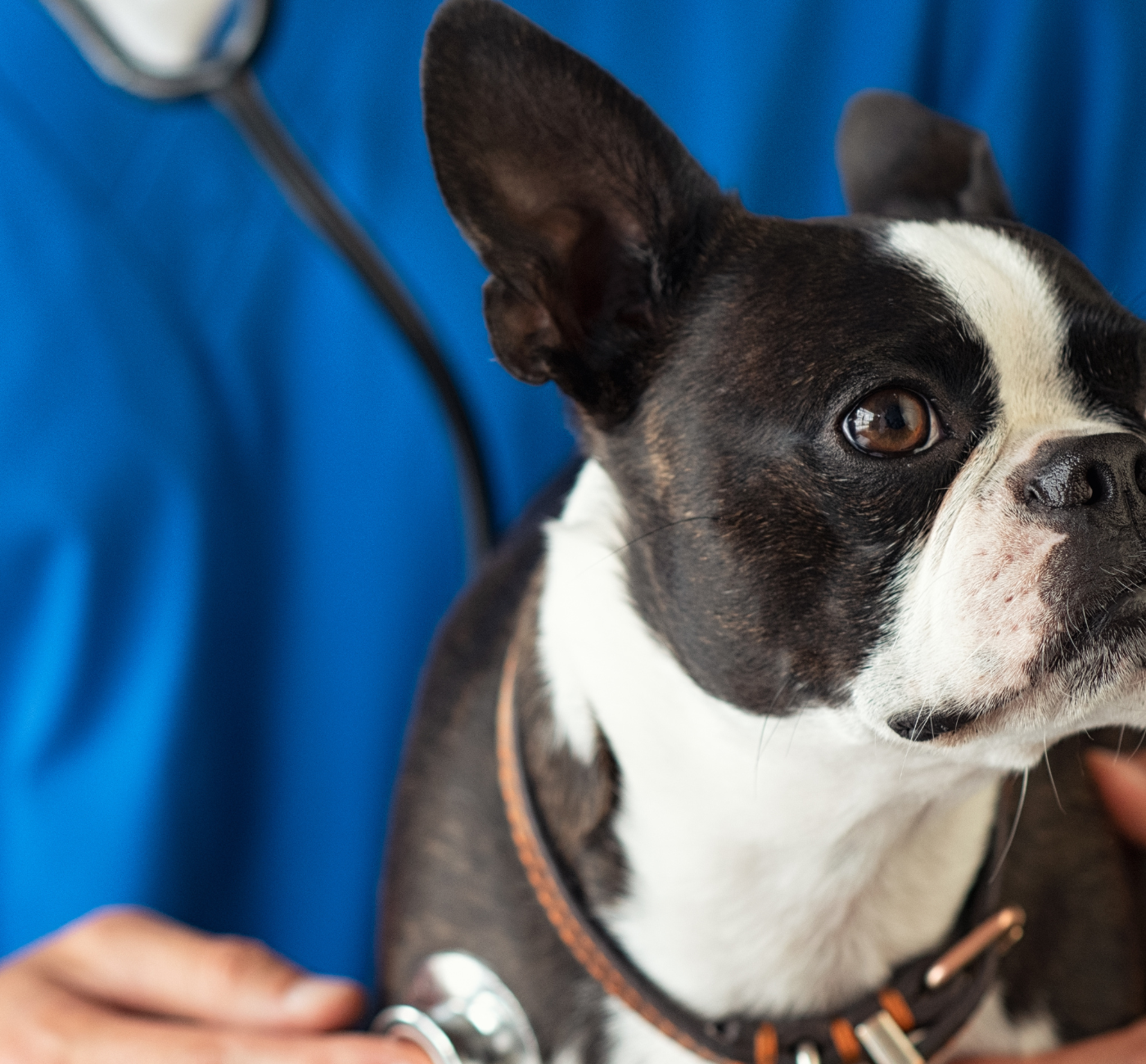 oncologia veterinaria